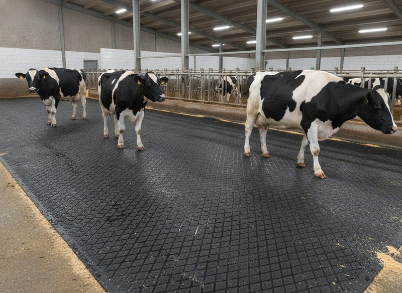 Diamond Top Parlour Floor Mat 22mm heavy duty rubber in UK dairy cow standing area