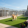 Pet lawn grass in professional dog boarding kennels UK