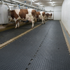 Grip Top 1m² Interlocking Rubber Parlour Tile in UK dairy milking parlour passageway