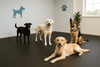 Four dogs inside modern kennel on black rubber flooring
